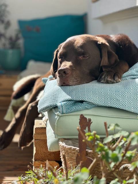 Therapiehund Gonzo, ein brauner Labrador, liegt entspannt auf einem Stapel Decken.